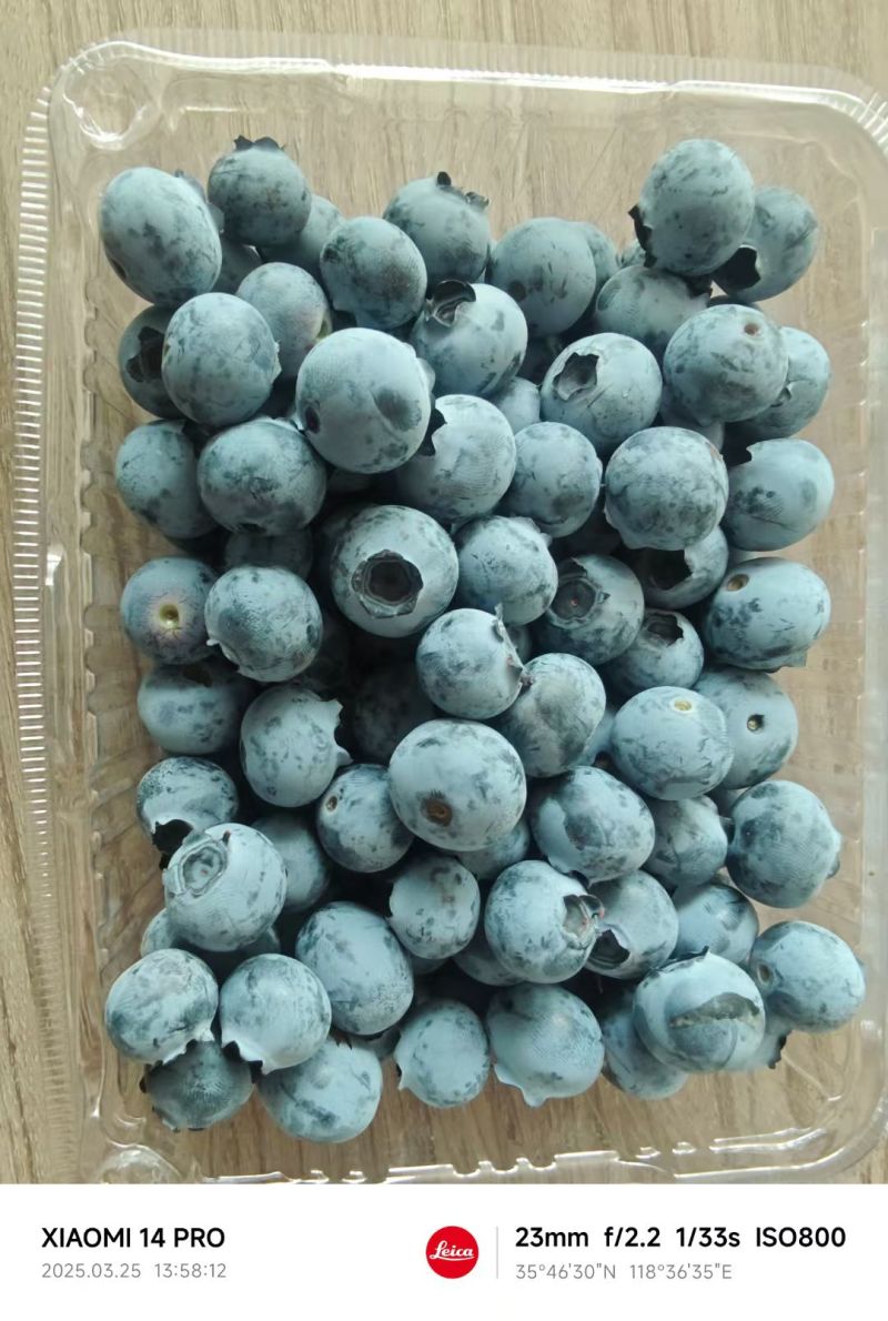 蓝莓，精品蓝莓，大量上市，货源充足，品种齐全