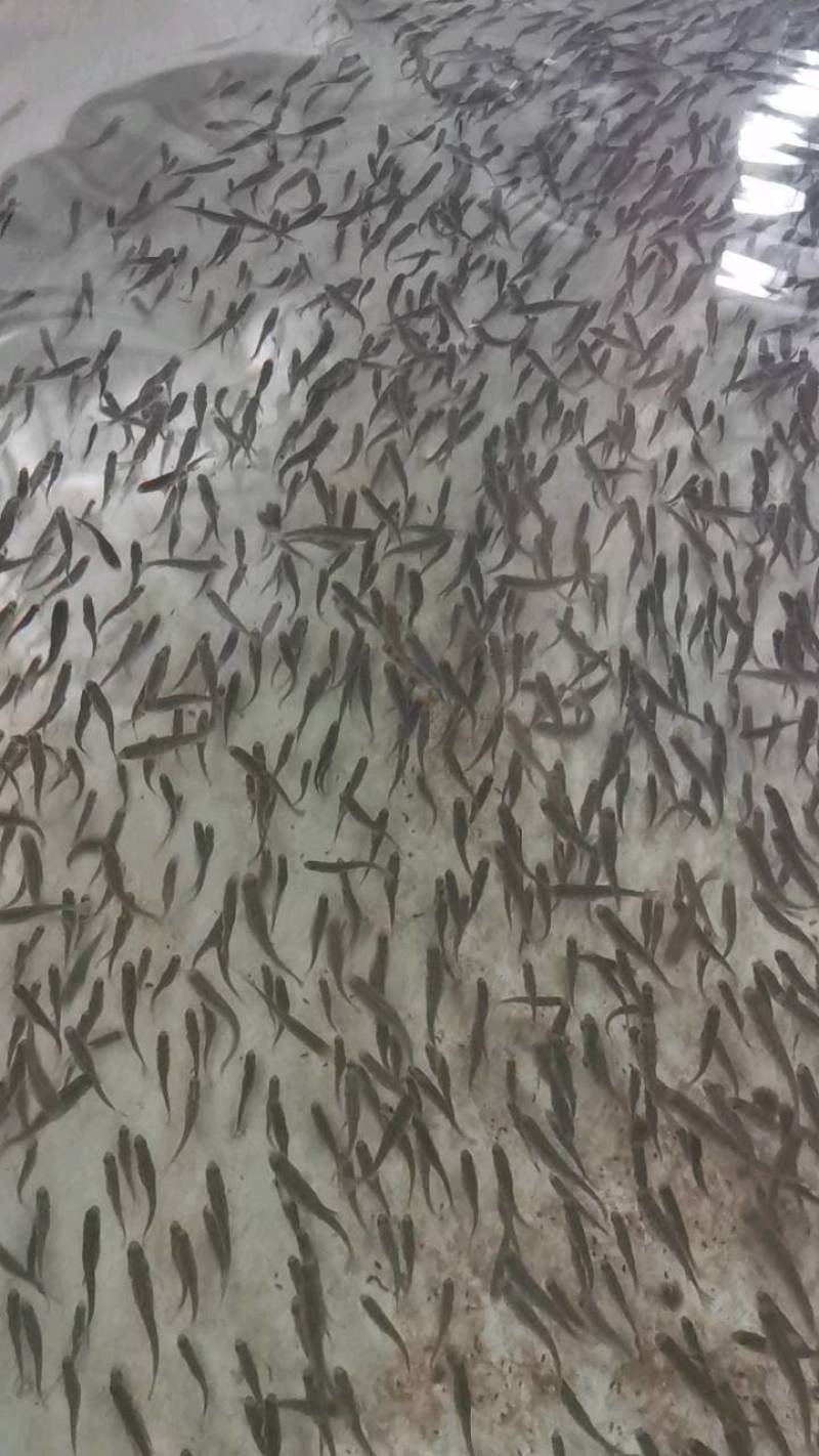 优质虹金鳟鱼苗，欢迎订购！