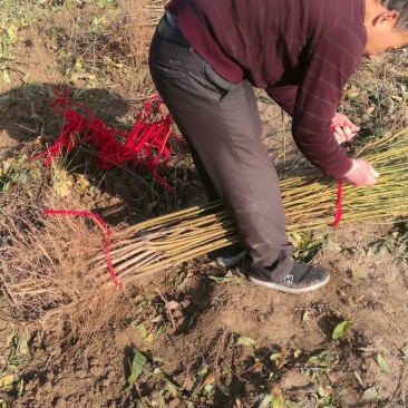 全网供应优质品种桃树苗红桃苗白桃苗蟠桃苗油桃苗农场一手货