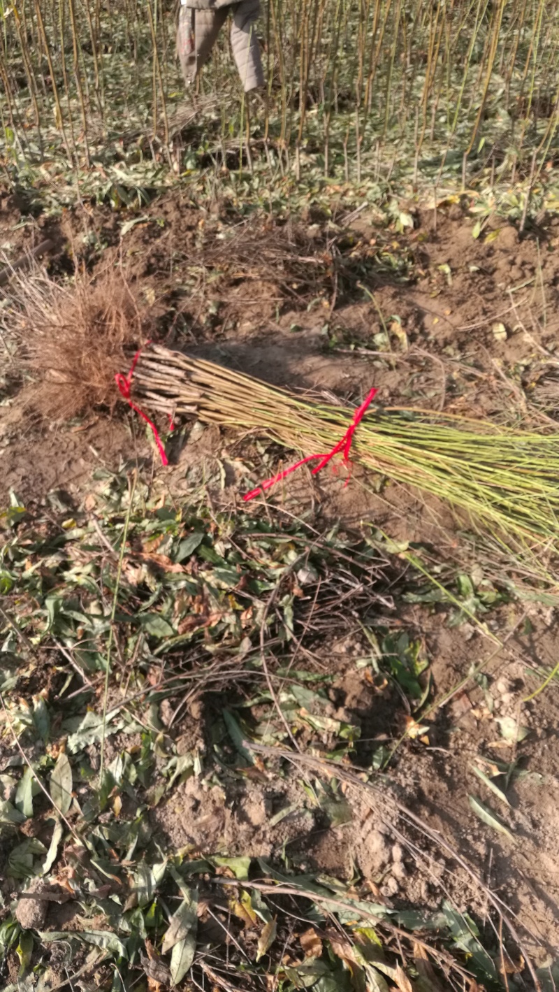 全网供应优质品种桃树苗红桃苗白桃苗蟠桃苗油桃苗农场一手货