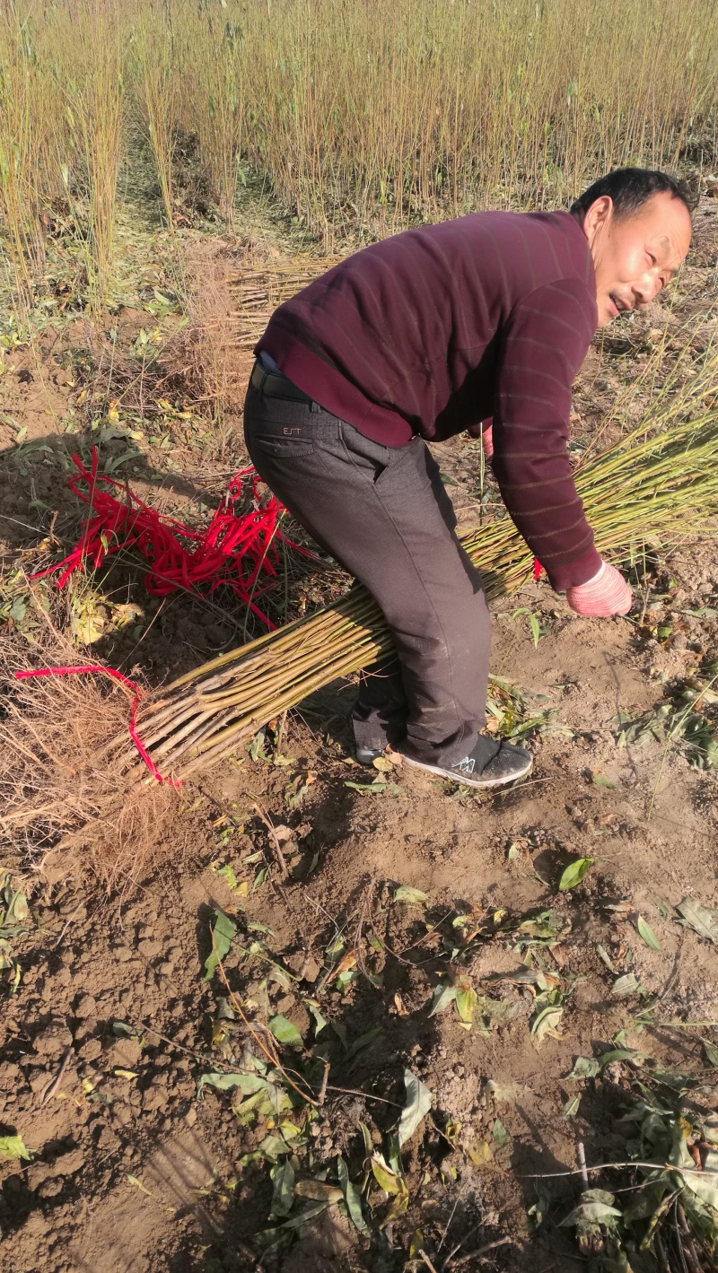 全网供应优质品种桃树苗红桃苗白桃苗蟠桃苗油桃苗农场一手货