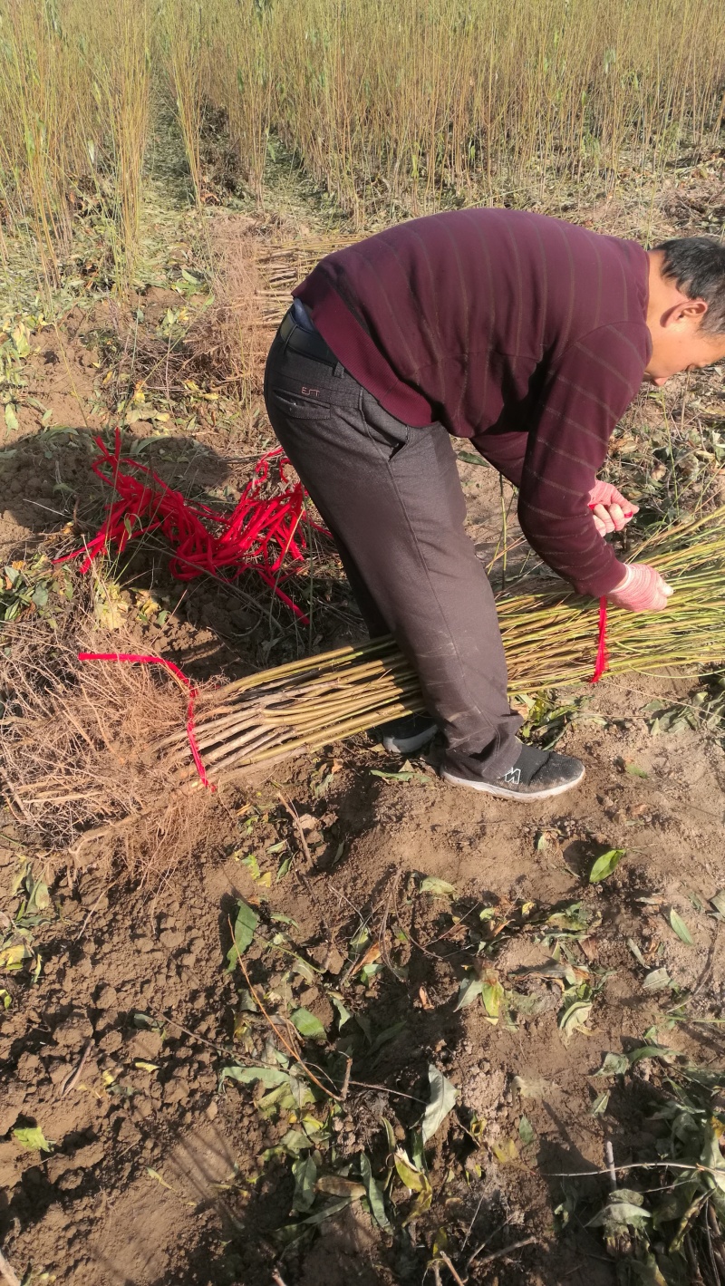 全网供应优质品种桃树苗红桃苗白桃苗蟠桃苗油桃苗农场一手货