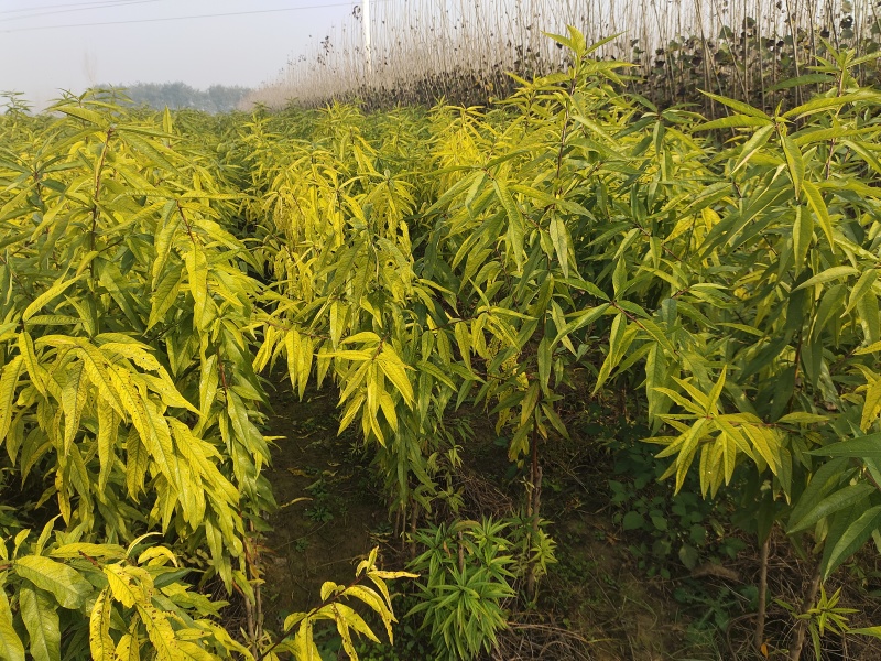 全网供应优质品种桃树苗红桃苗白桃苗蟠桃苗油桃苗农场一手货
