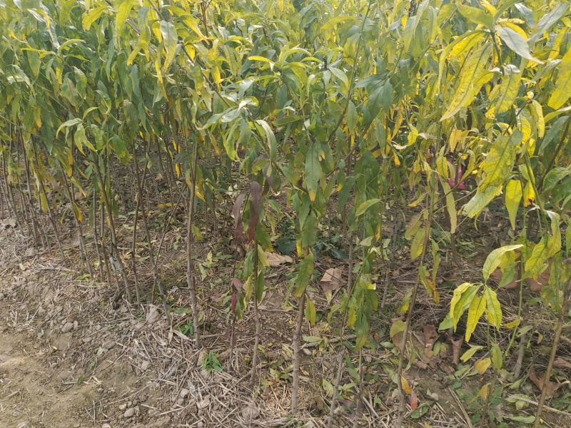 全网供应优质品种桃树苗红桃苗白桃苗蟠桃苗油桃苗农场一手货