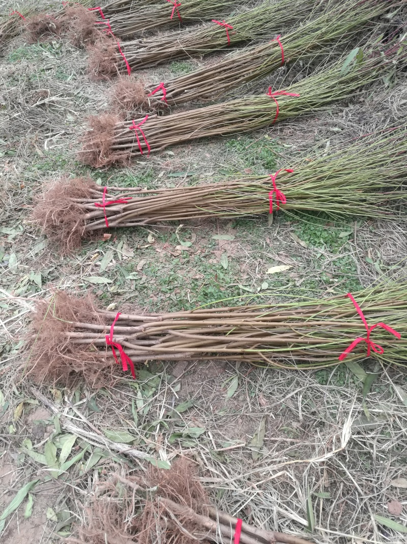 全网供应优质品种桃树苗红桃苗白桃苗蟠桃苗油桃苗农场一手货