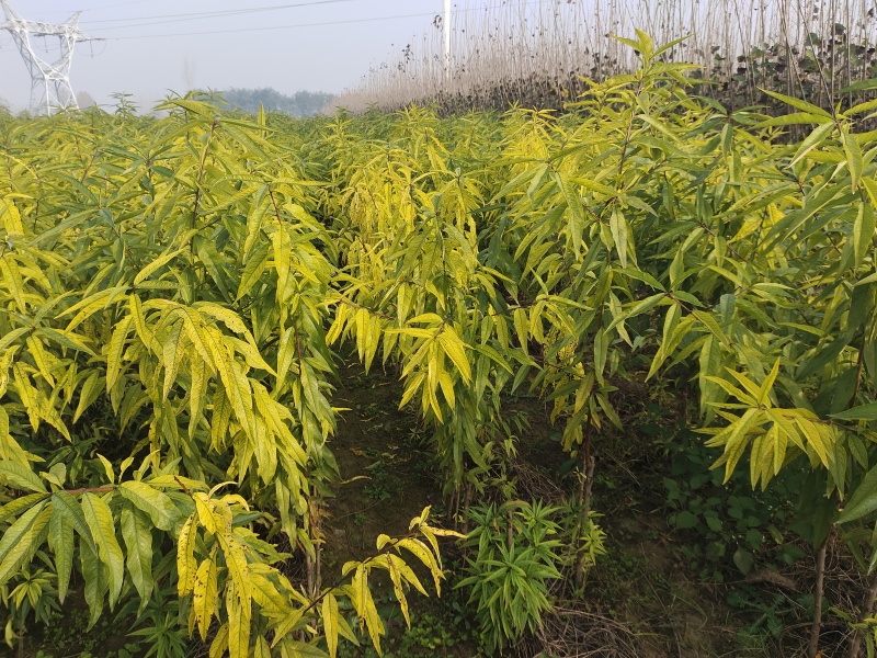 全网供应优质品种桃树苗红桃苗白桃苗蟠桃苗油桃苗农场一手货