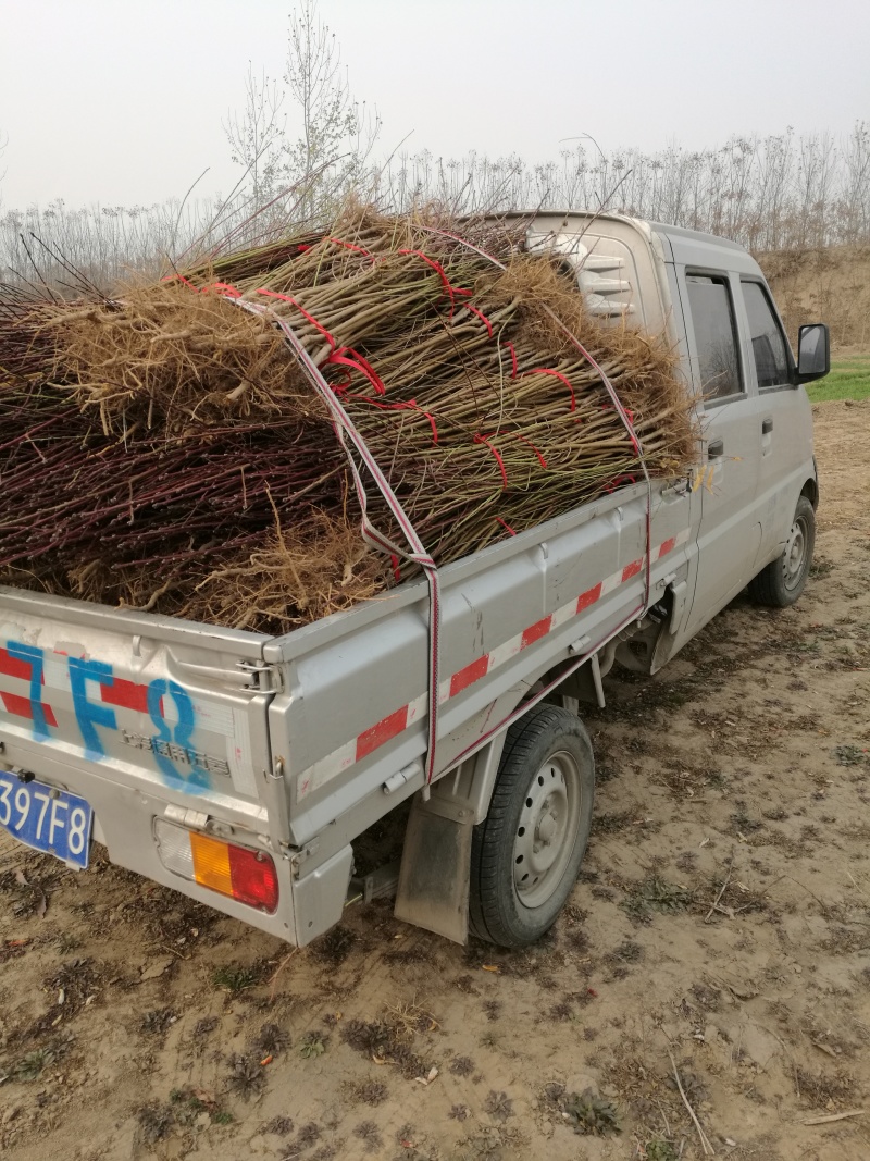 全网供应优质品种桃树苗红桃苗白桃苗蟠桃苗油桃苗农场一手货