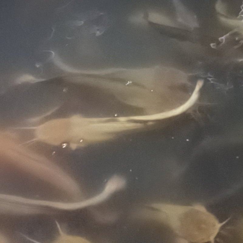 吊水（塘角鱼）