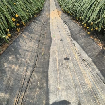 云南芒市燕窝果，大量新鲜现货速发，产品保质保量欢迎选购