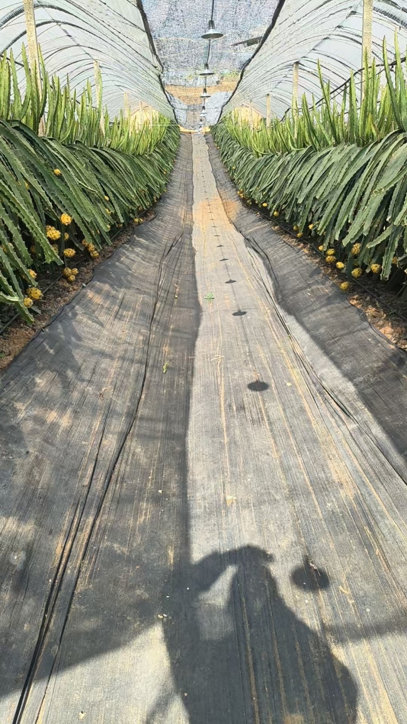 云南芒市燕窝果，大量新鲜现货速发，产品保质保量欢迎选购