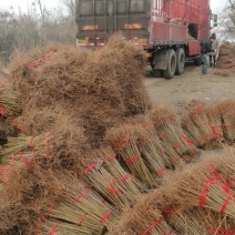 毛桃树苗桃树嫁接粘木桃树实生苗全网供应优质货源农场基地
