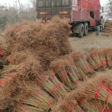 毛桃树苗一年苗桃树嫁接粘木全网供应优质货源农场基地