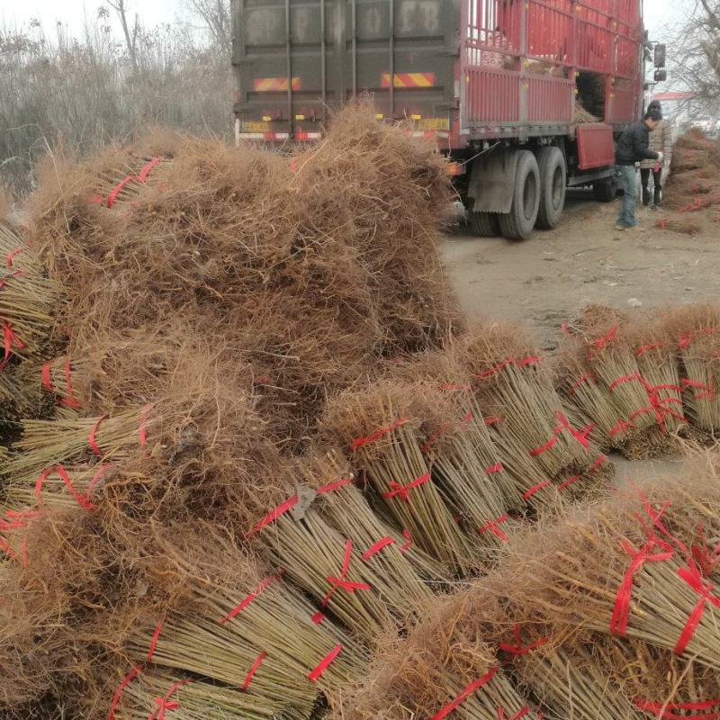 毛桃树苗一年苗桃树嫁接粘木全网供应优质货源农场基地