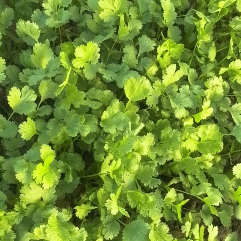 精品大叶香菜