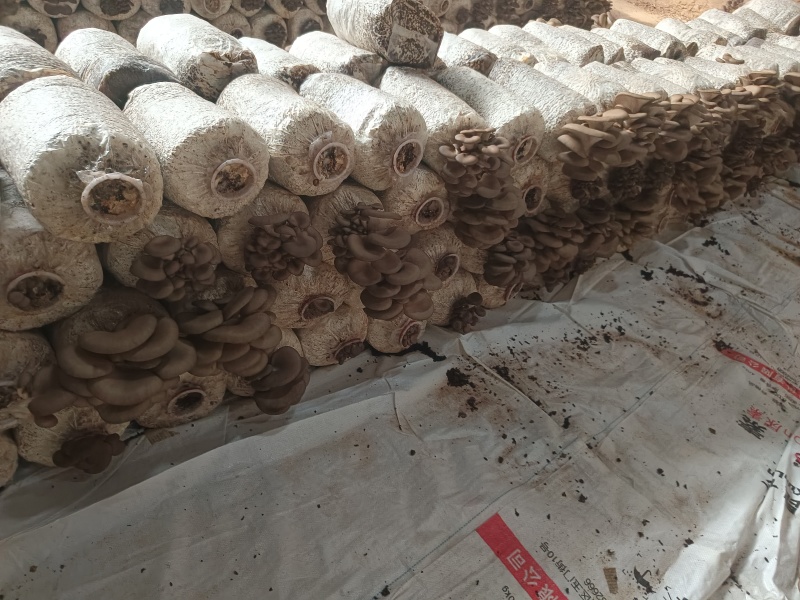 甘肃鲜平菇各种包装规格齐全可代发全国支持视频看货