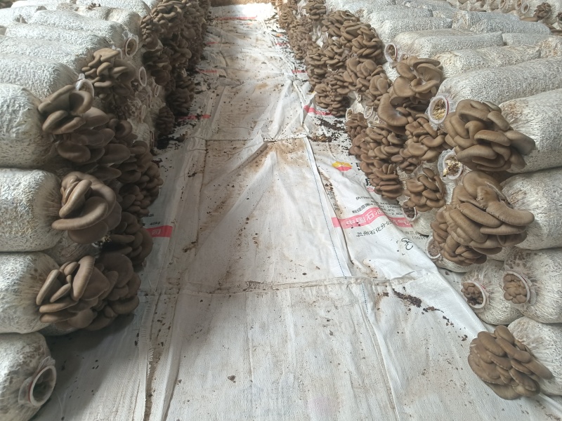 甘肃鲜平菇各种包装规格齐全可代发全国支持视频看货