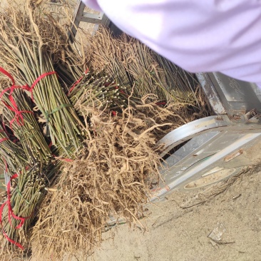 楸树梓树全网供应优质楸树梓树农场一手货源大量现货出售