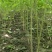 楸树梓树全网供应优质楸树梓树农场一手货源大量现货出售