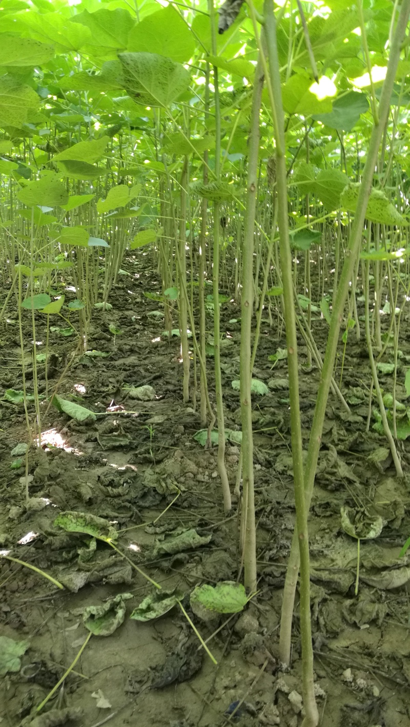 楸树梓树全网供应优质楸树梓树农场一手货源大量现货出售