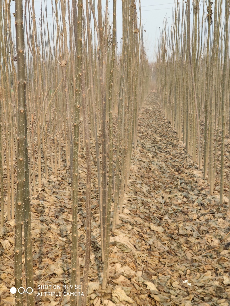 楸树梓树全网供应优质楸树梓树农场一手货源大量现货出售