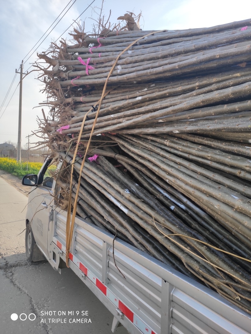 楸树梓树全网供应优质楸树梓树农场一手货源大量现货出售