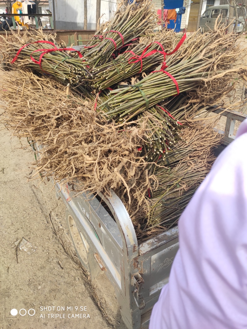 楸树梓树全网供应优质楸树梓树农场一手货源大量现货出售