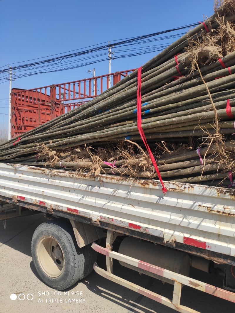 楸树梓树全网供应优质楸树梓树农场一手货源大量现货出售