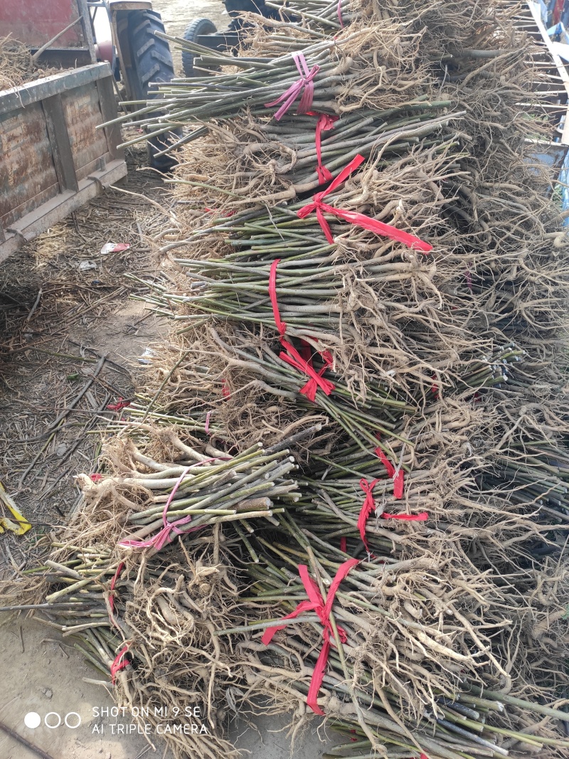 楸树梓树全网供应优质楸树梓树农场一手货源大量现货出售