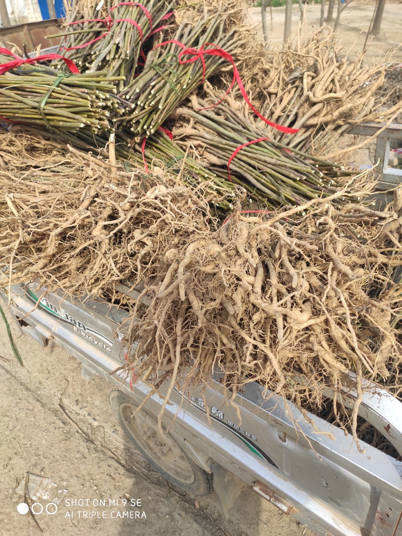楸树梓树全网供应优质楸树梓树农场一手货源大量现货出售