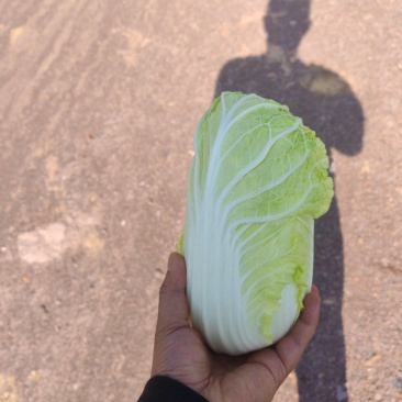 娃娃菜