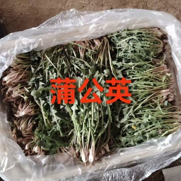 产地新鲜蒲公英婆婆丁大量上市需要的老板联系地头现挖到餐桌