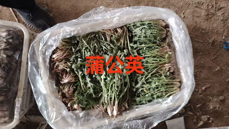 产地新鲜蒲公英婆婆丁大量上市需要的老板联系地头现挖到餐桌