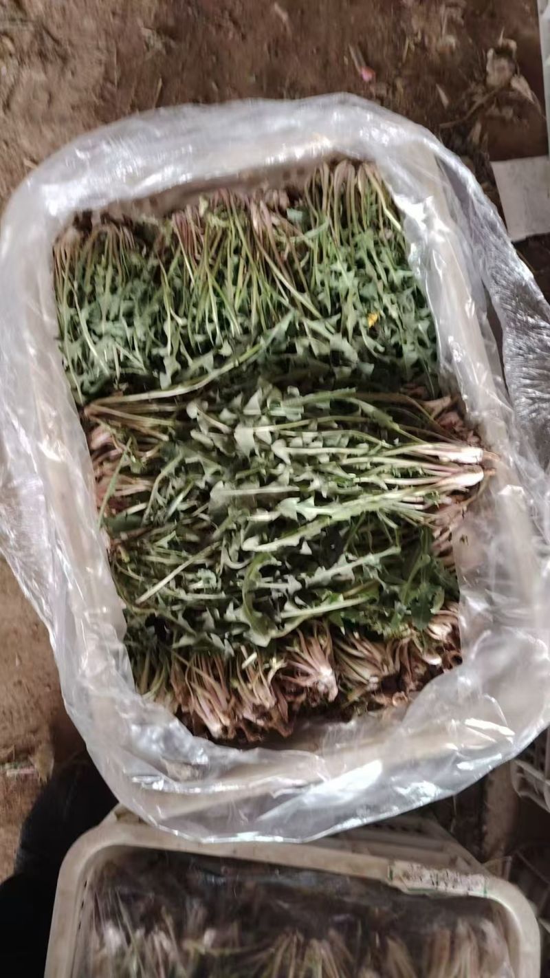 产地新鲜蒲公英婆婆丁大量上市需要的老板联系地头现挖到餐桌