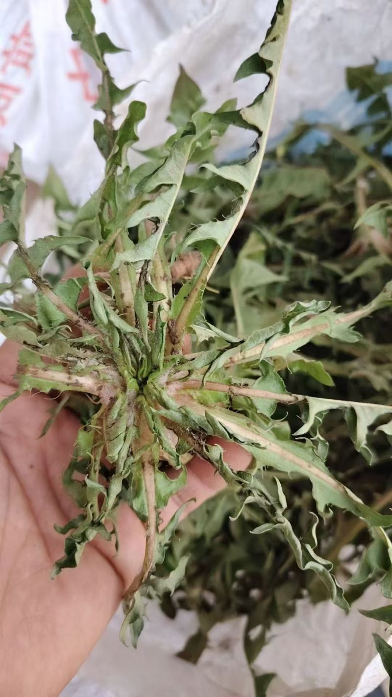产地新鲜蒲公英婆婆丁大量上市需要的老板联系地头现挖到餐桌