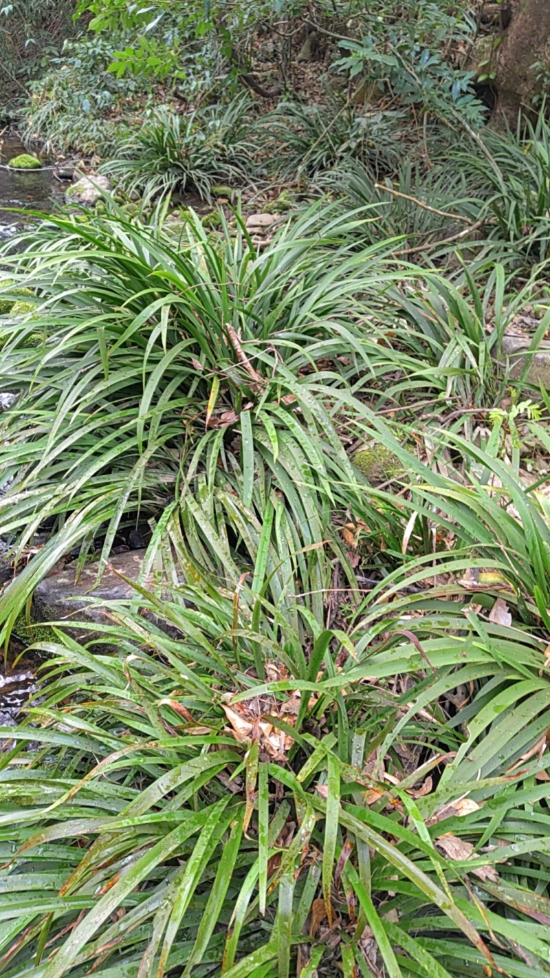 野生石菖蒲苗子