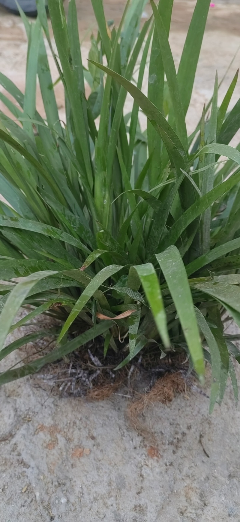 野生石菖蒲苗子