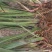 野生石菖蒲苗子