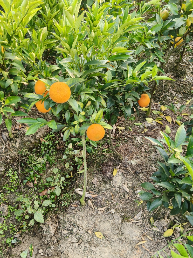 带果沃柑