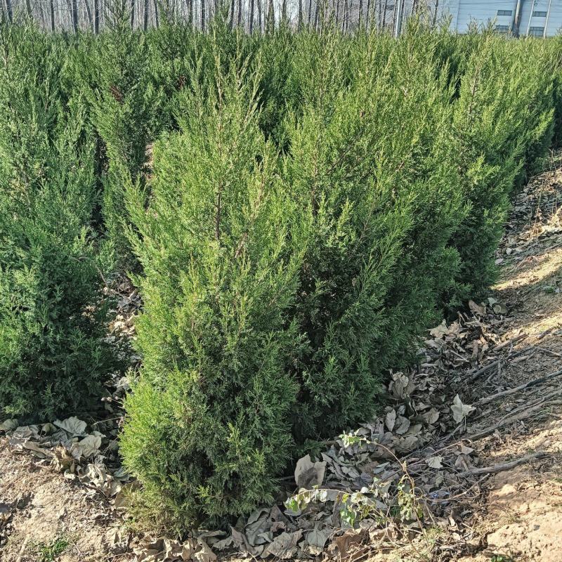 大量出售1.5~2米蜀快量大从优