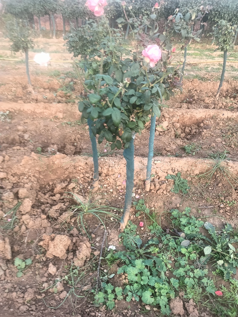 大量出售1.5~2米蜀快量大从优