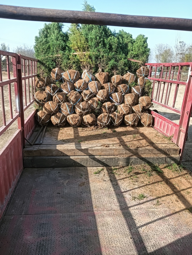 大量出售1.5~2米蜀快量大从优