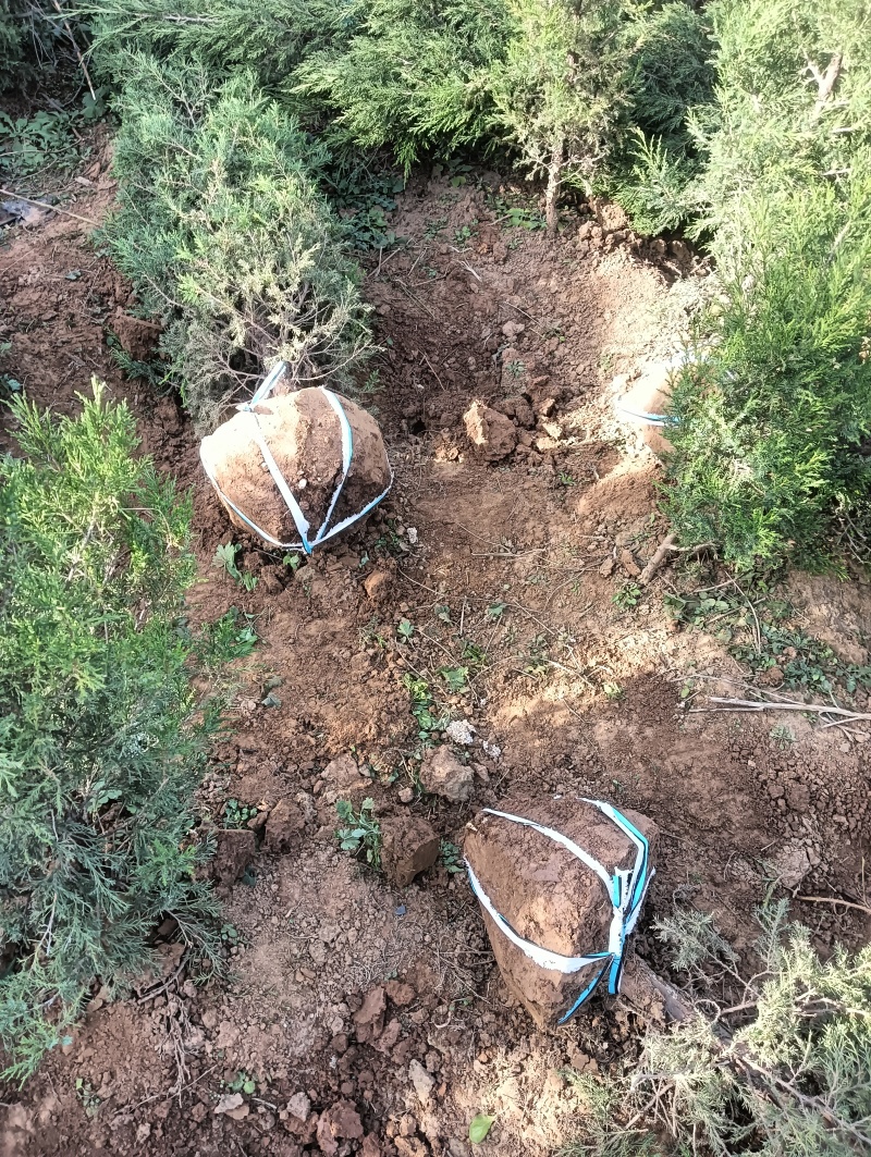 大量出售1.5~2米蜀快量大从优