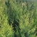 大量出售1.5~2米蜀快量大从优