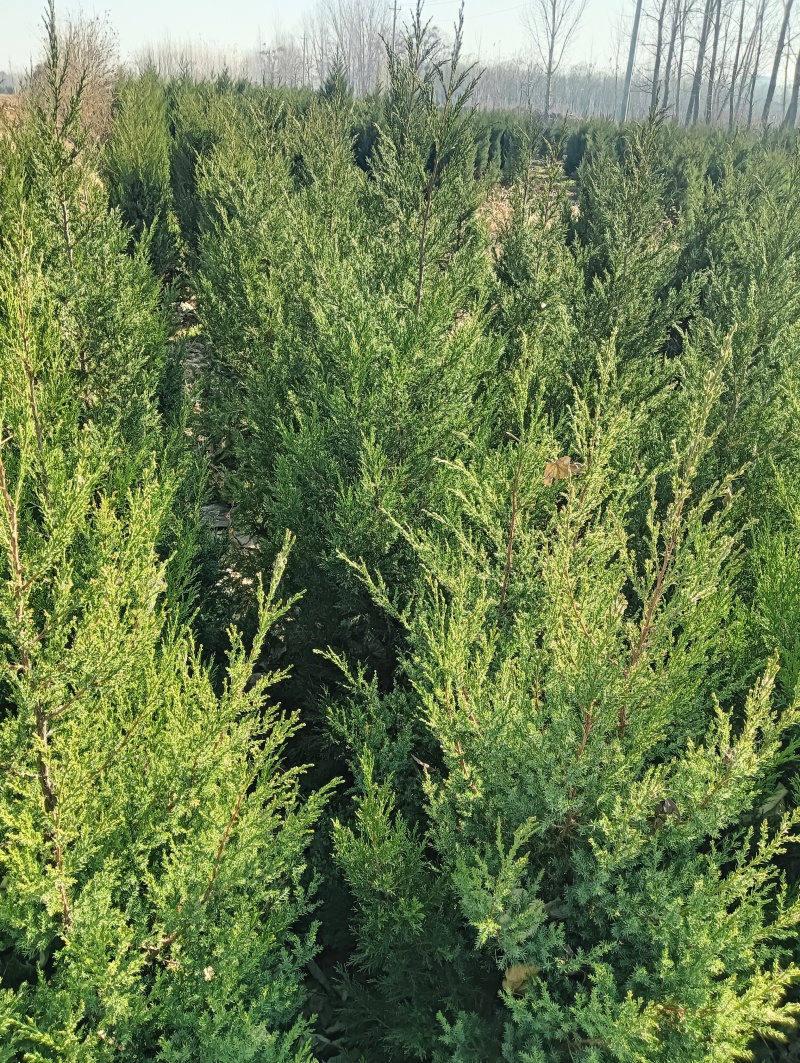 大量出售1.5~2米蜀快量大从优