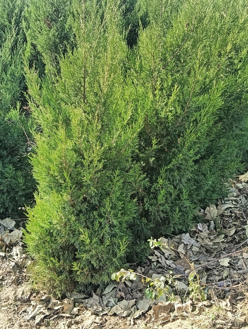 大量出售1.5~2米蜀快量大从优