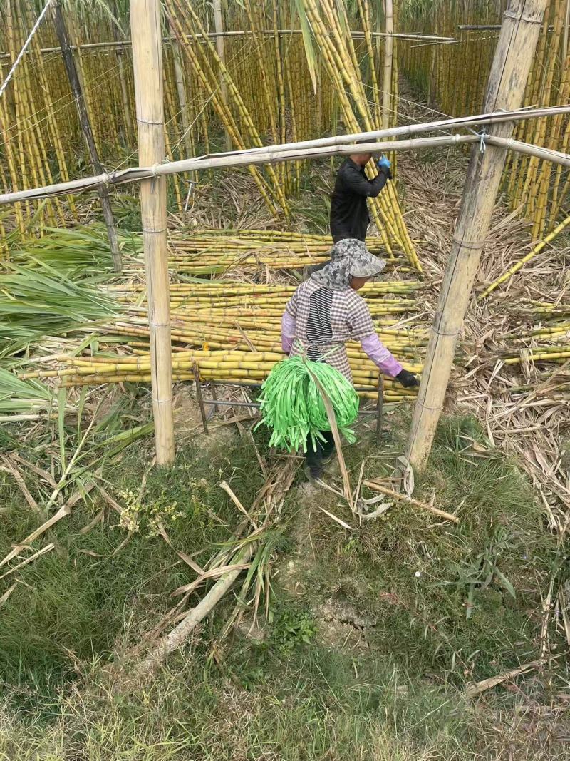 云南黄皮甘蔗