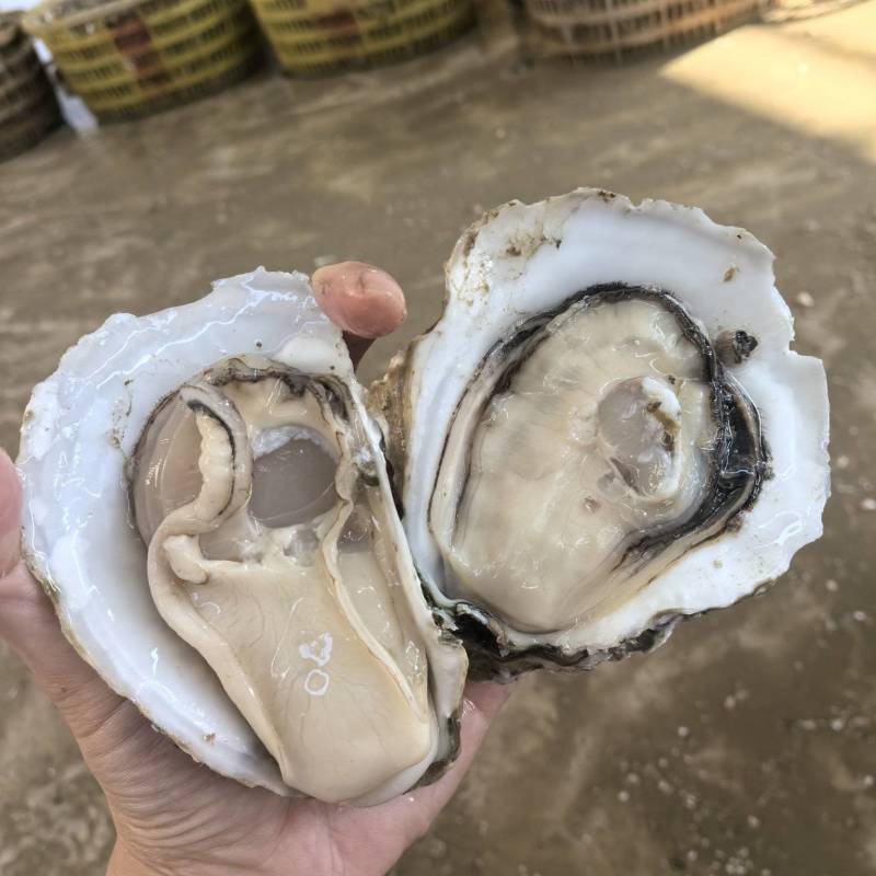 湛江白蚝精品原产地规格:小蚝