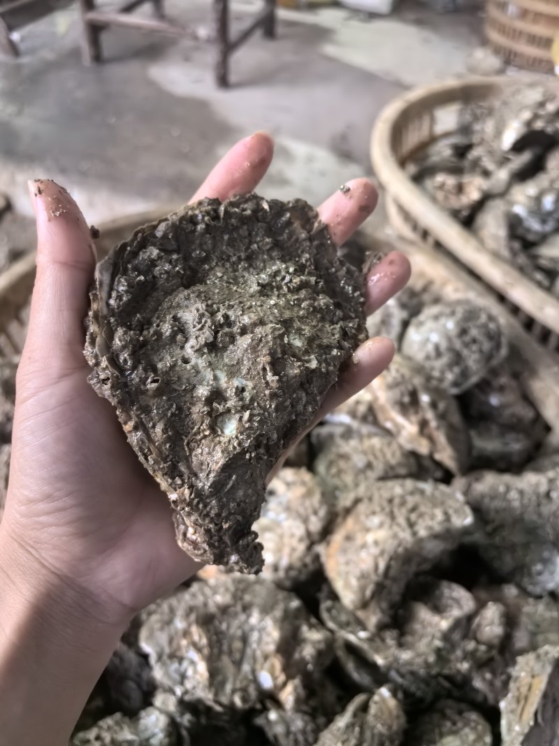 湛江白蚝精品原产地规格:小蚝