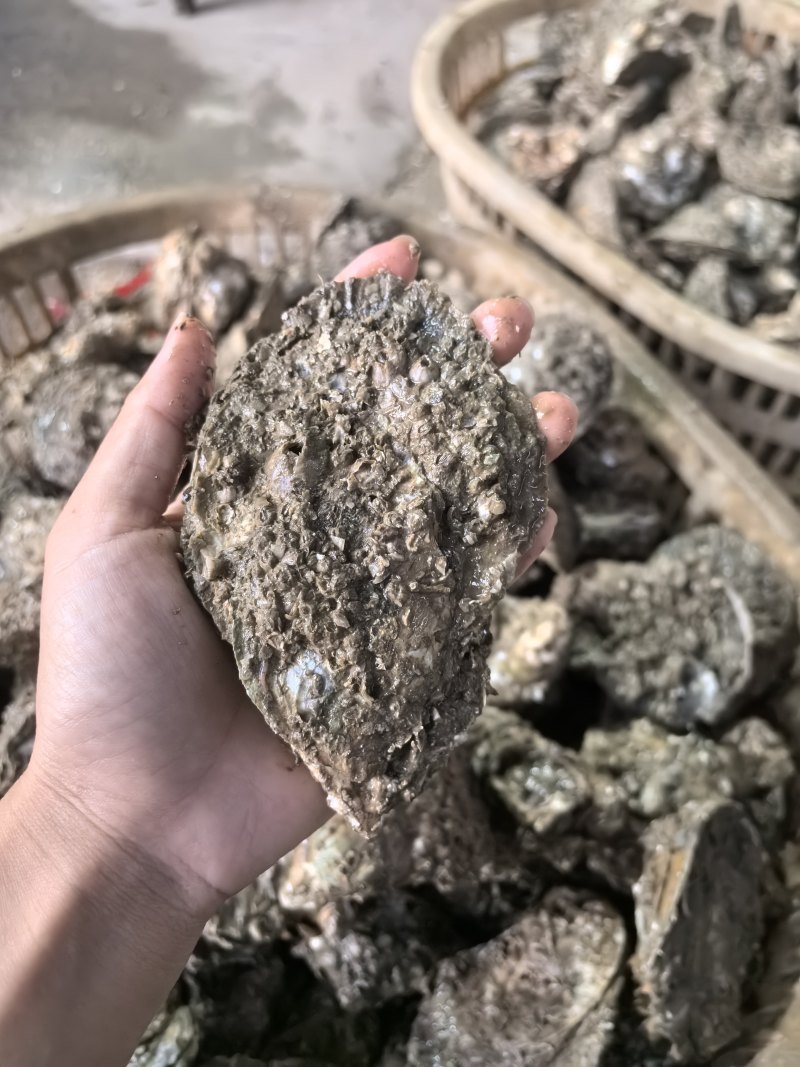 湛江白蚝精品原产地规格:小蚝