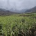 贵州紫皮红皮黑皮甘蔗苗发芽率高，存活率高